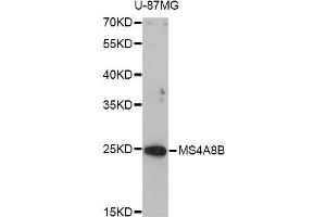 Western blot analysis of extracts of U-87MG cells, using MS4A8B antibody (ABIN5998264) at 1/1000 dilution. (Membrane-Spanning 4-Domains, Subfamily A, Member 8 (MS4A8) Antikörper)