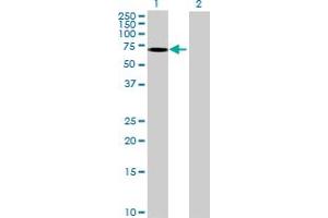 Western Blot analysis of GRB10 expression in transfected 293T cell line ( H00002887-T02 ) by GRB10 MaxPab polyclonal antibody. (GRB10 Antikörper  (AA 1-536))
