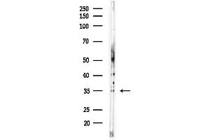 Western blot analysis of lysates from MDA-MB-231 cells(heat-shock,45 min treatment), using Olfactory receptor 13C8 Antibody at 1/1000 dilution.