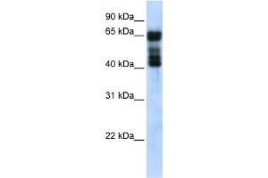 WB Suggested Anti-UGT2B4 Antibody Titration:  0. (UGT2B4 Antikörper  (N-Term))