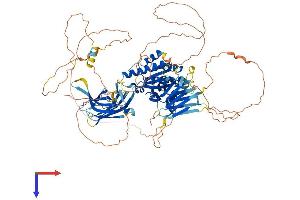 PACS2 Protein (AA 1-889) (His tag)