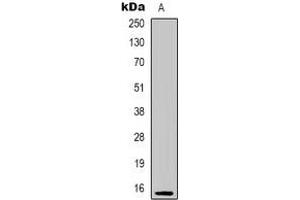 Western blot analysis of PHLDA3 expression in HEK293T (A) whole cell lysates. (PHLDA3 Antikörper)