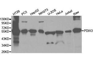 Western Blotting (WB) image for anti-Protein Disulfide Isomerase Family A, Member 3 (PDIA3) antibody (ABIN1874080) (PDIA3 Antikörper)
