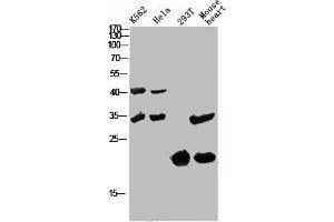 Western Blot analysis of various cells using Antibody diluted at 1:1000. (CCL27 Antikörper  (Internal Region))