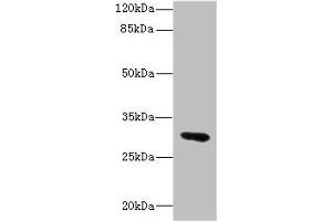 Western blot All lanes: UPK3A antibody IgG at 1. (Uroplakin 3A Antikörper  (AA 19-207))