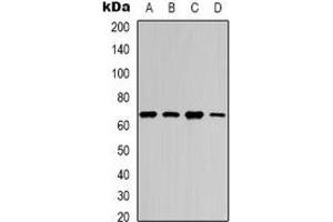 Western blot analysis of NF-kappaB p65 (AcK218) expression in HEK293T (A), SHSY5Y (B), mouse brain (C), mouse spleen (D) whole cell lysates. (NF-kB p65 Antikörper  (acLys218))