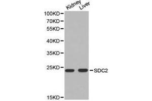 Western Blotting (WB) image for anti-Syndecan 2 (SDC2) antibody (ABIN1874709) (Syndecan 2 Antikörper)