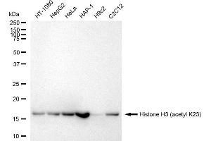 Western blotting analysis using Histone H3 (acetyl K23) antibody (ABIN7798950).