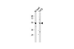 All lanes : Anti-SCAR5 Antibody (C-term) at 1:500 dilution Lane 1: Moese heart tissue lysate Lane 2: T47D whole cell lysate Lysates/proteins at 20 μg per lane. (ZNF592 Antikörper  (C-Term))