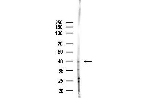 anti-TIA1 Cytotoxic Granule-Associated RNA Binding Protein (TIA1) (Internal Region) antibody