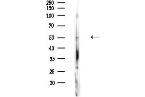 Western blot analysis of lysates from Mouse lung, using PSMC4 Antibody at 1/1000 dilution.