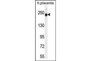 Western blot analysis in Human Placenta tissue lysates (35 ug/lane) using RUSC2 Antibody (N-term) Cat. (RUSC2 Antikörper  (N-Term))