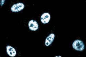 Immunoflourescence staining of human endothelial cells. (CG7626 Gene Product From Transcript CG7626-RA (SPT5) (AA 866-985) Antikörper)