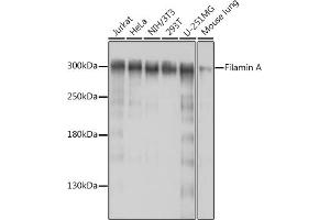 Western blot analysis of extracts of various cell lines, using Filamin A antibody (ABIN7267206) at 1:1000 dilution. (Filamin A Antikörper  (C-Term))