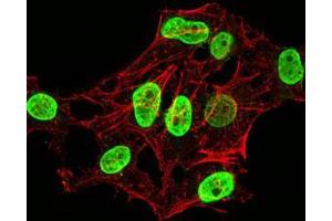 Immunofluorescence analysis of HeLa cells using HIST2H4A(20Me) mouse mAb (green). (Histone Cluster 2, H4a (HIST2H4A) (meLys20) Antikörper)
