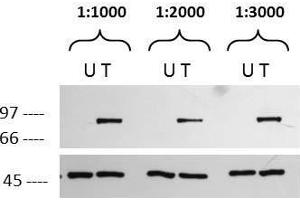 Western blot using  affinity purified anti-p90 RSK1 pS732 antibody. (RPS6KA1 Antikörper  (C-Term, pSer732))