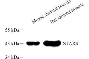 Western blot analysis of STARS (ABIN7072898),at dilution of 1: 1000,Lane 1: Mouse skeletal muscle tissue lysate,Lane 2: Rat skeletal muscle tissue lysate