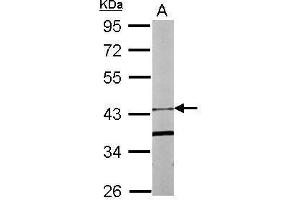 WB Image Sample (20 ug of whole cell lysate) A: Human ESC 10% SDS PAGE antibody diluted at 1:1000 (FBXO15 Antikörper)