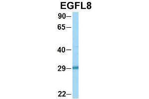 Western Blotting (WB) image for anti-EGF-Like-Domain, Multiple 8 (EGFL8) (C-Term) antibody (ABIN2775520)