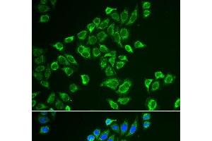 Immunofluorescence analysis of HeLa cells using TAC3 Polyclonal Antibody (Tachykinin 3 Antikörper)