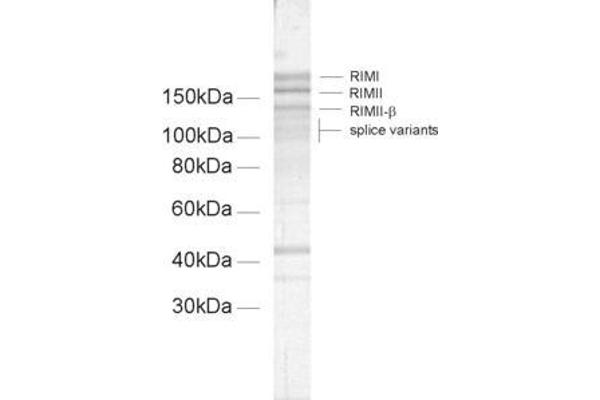 RIMS2 Antikörper  (AA 461-987)