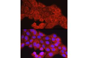 Immunofluorescence analysis of  cells using [KO Validated] SCD Rabbit pAb (ABIN7270589) at dilution of 1:150 (40x lens). (SCD Antikörper  (C-Term))