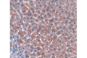 IHC-P analysis of Mouse Tissue, with DAB staining. (ANGPTL3 Antikörper  (AA 237-455))