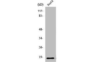 Western Blot analysis of HeLa cells using Ribosomal Protein L12 Polyclonal Antibody (RPL12 Antikörper  (Internal Region))