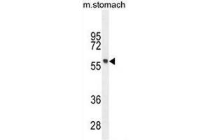 FEZF1 Antibody (N-term) western blot analysis in mouse stomach tissue lysates (35µg/lane). (FEZF1 Antikörper  (N-Term))
