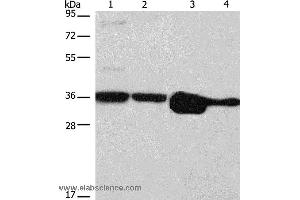 Western blot analysis of Hela, NIH/3T3, A172 and A431 cell, using ELAVL1 Polyclonal Antibody at dilution of 1:800 (ELAVL1 Antikörper)