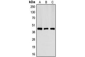 Western blot analysis of Creatine Kinase M expression in HeLa (A), NIH3T3 (B), H9C2 (C) whole cell lysates. (CKM Antikörper  (N-Term))