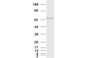 Validation with Western Blot