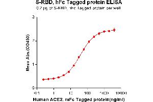 ELISA plate pre-coated by 2 μg/mL (100 μL/well) S-RBD, hFc tagged protein (ABIN6961170) can bind Human ACE2, mFc Tagged protein(ABIN6961130) in a linear range of 0. (SARS-CoV-2 Spike Protein (RBD) (Fc Tag))