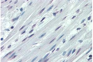 Anti-ITGA3 / CD49c antibody  ABIN960785 IHC staining of human colon, smooth muscle. (ITGA3 Antikörper  (N-Term))