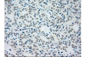 Immunohistochemical staining of paraffin-embedded pancreas tissue using anti-MAP2K4mouse monoclonal antibody. (MAP2K4 Antikörper)