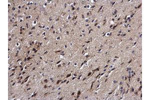 IHC-P Image DPF2 antibody detects DPF2 protein at cytoplasm and nucleus on mouse brain by immunohistochemical analysis. (DPF2 Antikörper  (Center))