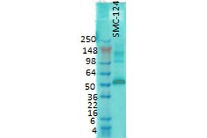 Western Blot analysis of Rat brain membrane lysate showing detection of CaMKII protein using Mouse Anti-CaMKII Monoclonal Antibody, Clone 6G9 . (CAMKII gamma Antikörper  (Atto 390))