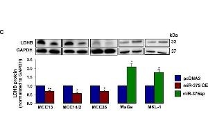 miR-375 regulates LDHB mRNA and protein levels.