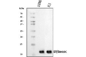 Western blot analysis of Glutaredoxin 1/GLRX using anti-Glutaredoxin 1/GLRX antibody (ABIN7598941).
