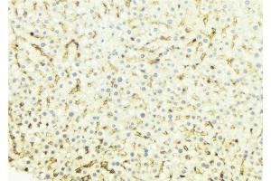 ABIN6274659 at 1/100 staining Mouse liver tissue by IHC-P.