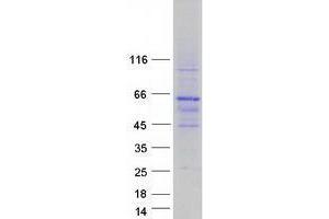 Validation with Western Blot (YY2 Protein (Myc-DYKDDDDK Tag))