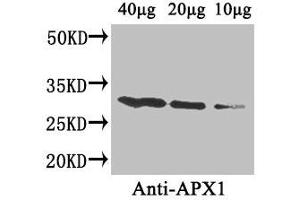 Western Blot Positive WB detected in: Arabidopsis thaliana (40 μg, 20 μg, 10 μg) All lanes: APX1 antibody at 4 μg/mL Secondary Goat polyclonal to rabbit IgG at 1/50000 dilution Predicted band size: 28 kDa Observed band size: 28 kDa (APX1 (AA 3-247) Antikörper)