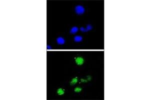 Confocal immunofluorescent analysis of p21 antibody with HepG2 cells followed by Alexa Fluor 488-conjugated goat anti-rabbit lgG (green). (p21 Antikörper  (AA 105-140))