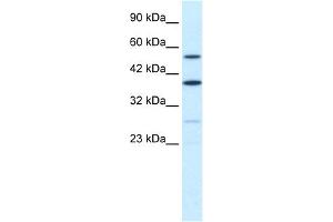 WB Suggested Anti-DXYS155E Antibody Titration:  0. (SFRS17A Antikörper  (N-Term))