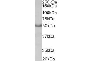 Western Blotting (WB) image for anti-Muscarinic Acetylcholine Receptor M1 (CHRM1) antibody (ABIN5924735) (CHRM1 Antikörper)