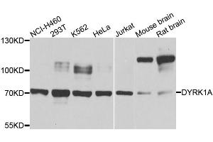Western blot analysis of extracts of various cell lines, using DYRK1A antibody (ABIN6003499) at 1/1000 dilution. (DYRK1A Antikörper)
