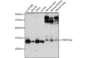 Western blot analysis of extracts of various cell lines, using TRMT112 antibody (ABIN7271001) at 1:3000 dilution. (TRMT112 Antikörper  (AA 1-125))