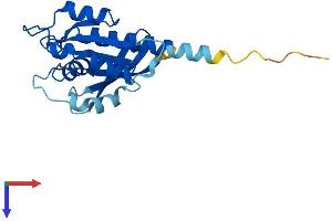 RAB7B Protein (AA 1-199) (His tag)