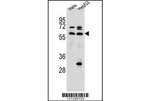 Western blot analysis in Hela,HepG2 cell line lysates (35ug/lane). (SEPN1 Antikörper  (C-Term))