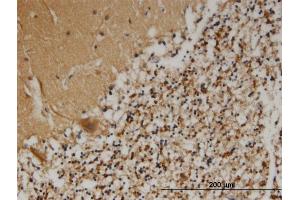 Immunoperoxidase of monoclonal antibody to PCSK1N on formalin-fixed paraffin-embedded human cerebellum. (PCSK1N Antikörper  (AA 173-260))